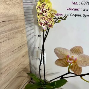 Още от продукт Фаленопсис 1 цв. #830