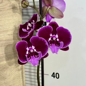 Фаленопсис 1 цв. #828