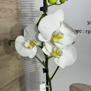 Фаленопсис 1 цв. #827