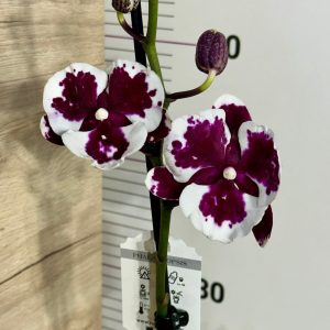Фаленопсис 1 цв. #826