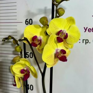 ФАЛЕНОПСИС 2 цветоносa #706