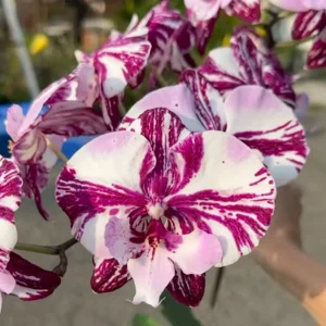 Phalenopsis Biglip- RocknRolla 1.7″ #126