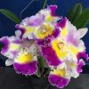 Cattleya Prism Palette Mischief #315