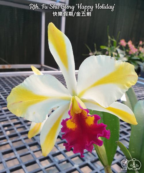 Rlc. Fu Shu Glory Happy Holiday #308