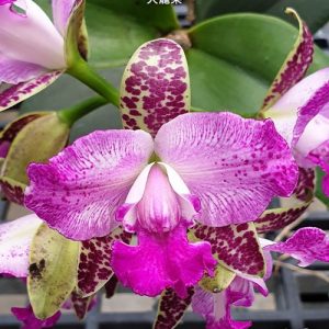 Cattleya Yuang Dung Sweet Dragon Fruit #304