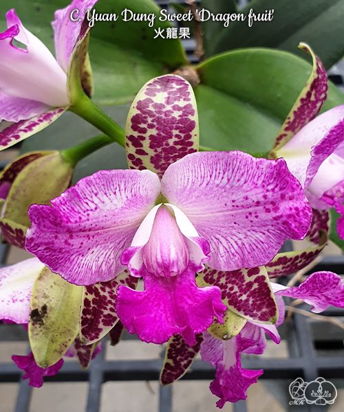 Cattleya Yuang Dung Sweet Dragon Fruit #304