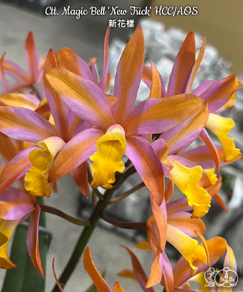 Cattleya Magic Bell New Trick #321