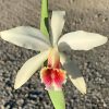 C. Blossfeldiana x self #320