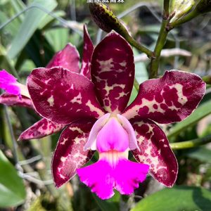 Cattleya Royal Congas Wilson #305