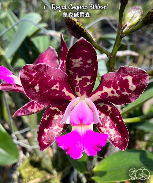 Cattleya Royal Congas Wilson #305