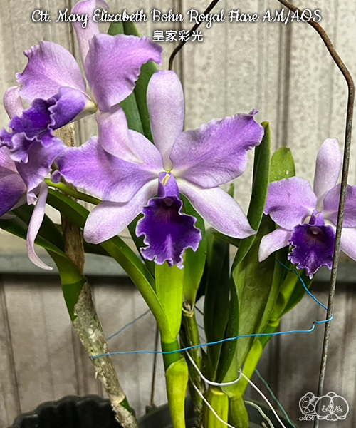 Cattleya Mary Elizabeth Bohn Royal Flaze #325