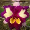 Rlc. Chinese Beauty Orchid Queen #313