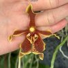 Paraphalenopsis labukensis x sib #340