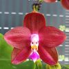 Phalenopsis LD's Bear King #332
