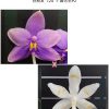 Phalenopsis Yaphon All Friends '724' Tetrapsis Mr.Yuang #2 #337