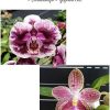 Phalenopsis Hsinying Little Knight 'Voodoo x (Tetrasampo x Yaphon Sir ) #339