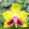Phalenopsis KS Happy Eagle #330