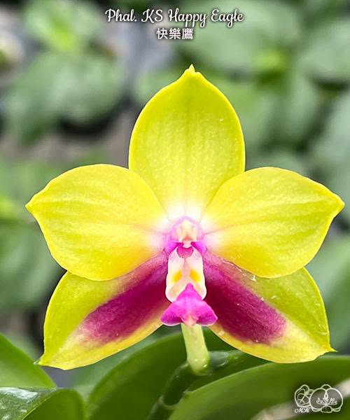 Phalenopsis KS Happy Eagle #330