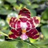 Phalenopsis Yaphon Nicegirl #329
