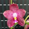 Phalenopsis Lyndon Mix Zebra Wine #333