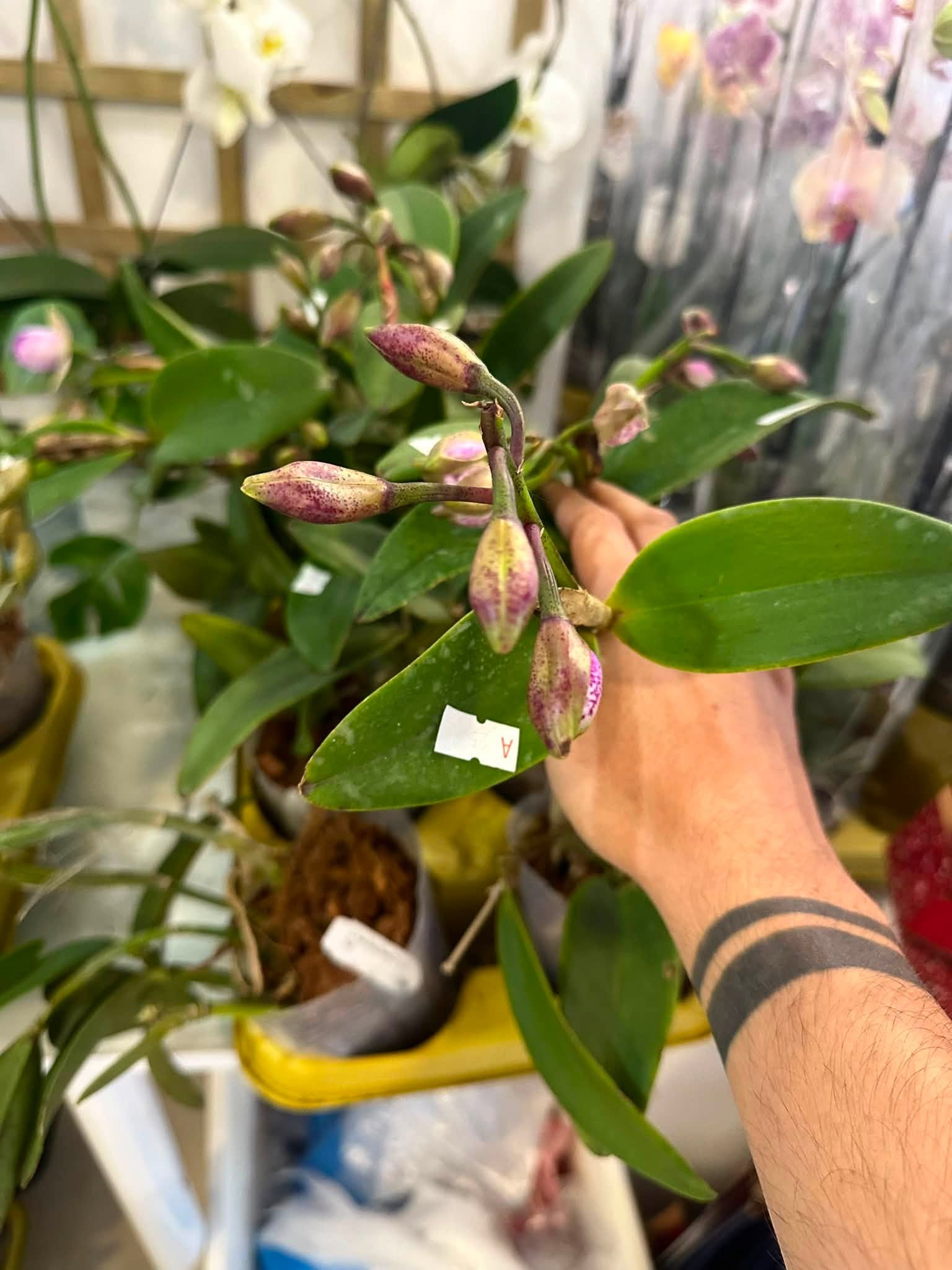 Cattleya Yuang Dung Sweet Dragon Fruit #900 - Image 6