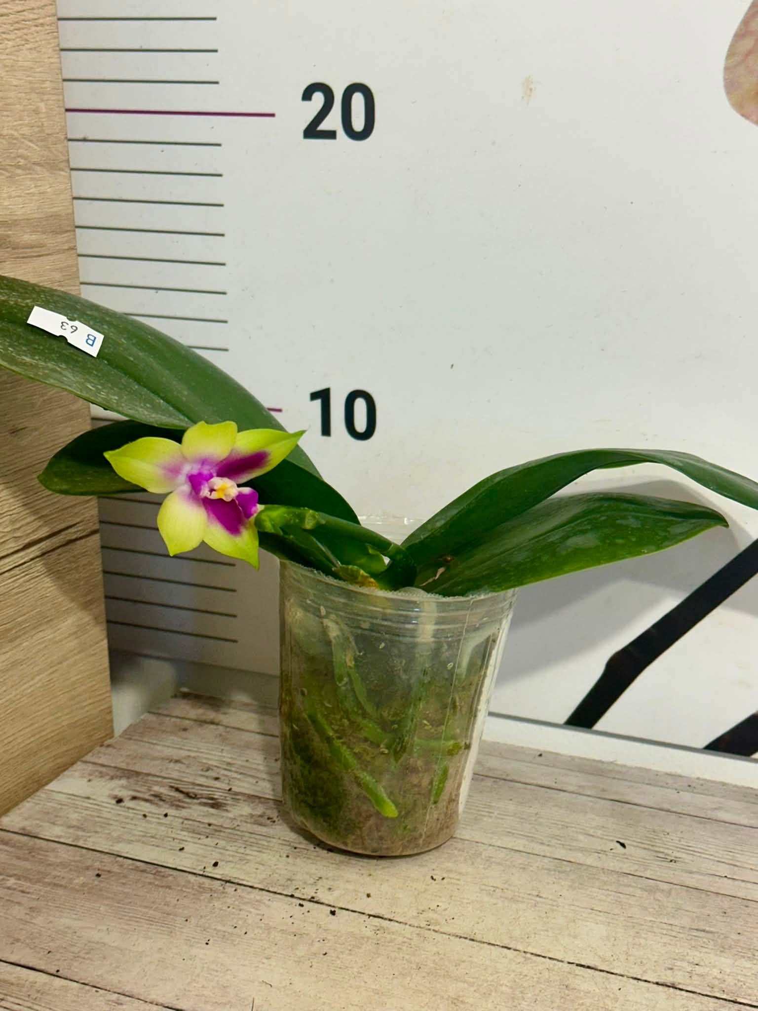 Phalenopsis KS Happy Eagle #902 - Image 4