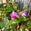 Cattleya Yuang Dung Sweet Dragon Fruit #900