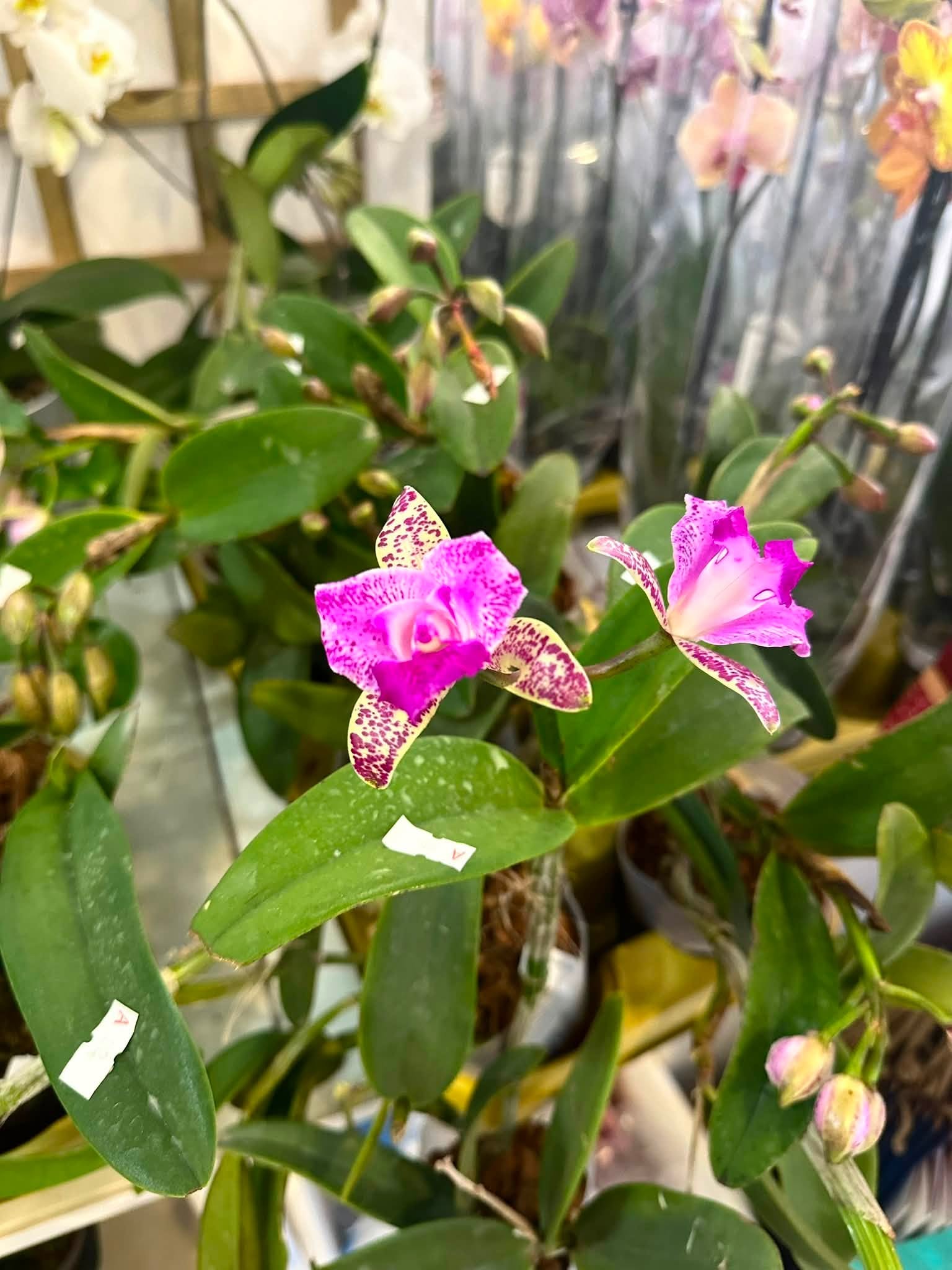 Cattleya Yuang Dung Sweet Dragon Fruit #900