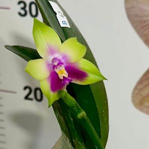 Phalenopsis KS Happy Eagle #902
