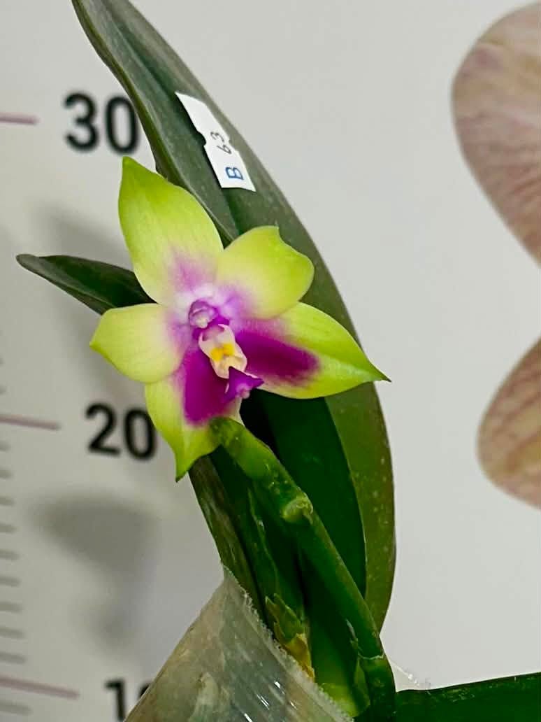 Phalenopsis KS Happy Eagle #902