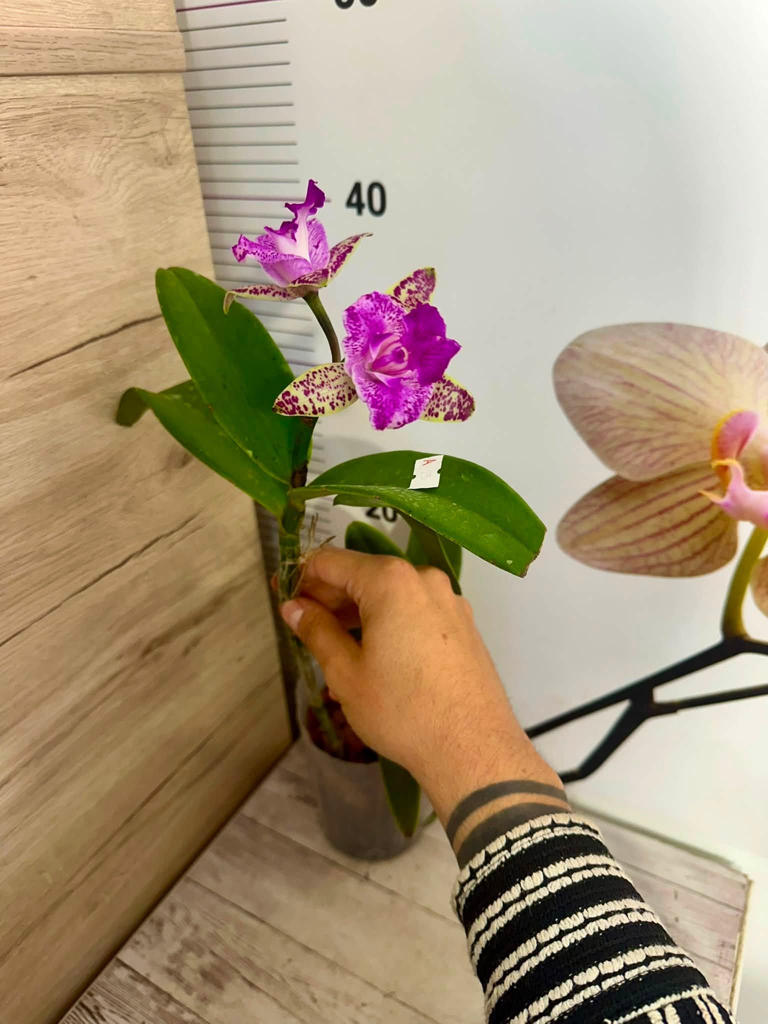 Cattleya Yuang Dung Sweet Dragon Fruit #900 - Image 3