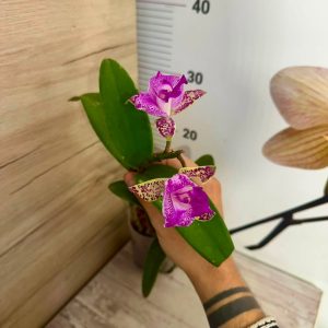 Още от продукт Cattleya Yuang Dung Sweet Dragon Fruit #900