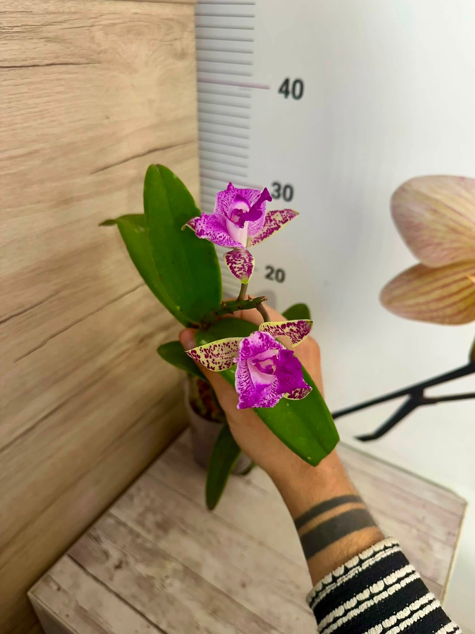 Cattleya Yuang Dung Sweet Dragon Fruit #900 - Image 2
