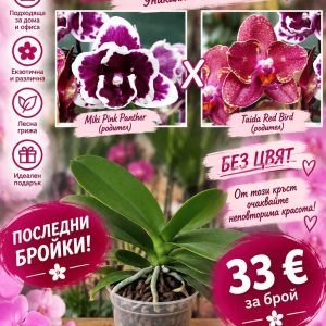 Още от продукт Phalenopsis Miki Pink Panther x Taida Red Bird #335