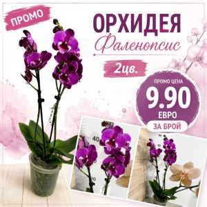 Фаленопсис 2 цветоноса #172