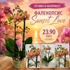 Фаленопсис 2 цветоноса Sunset Love #178