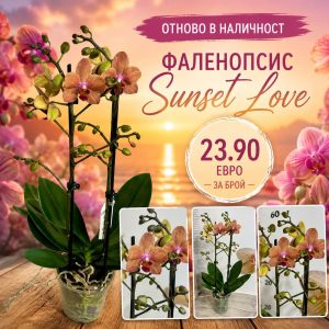 Фаленопсис 2 цветоноса Sunset Love #178