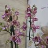 Фаленопсис 2 цветоносa Пелорик #340