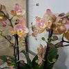 Фаленопсис Ароматен Пелорик 2цв. #336