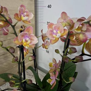 Фаленопсис Ароматен Пелорик 2цв. #336