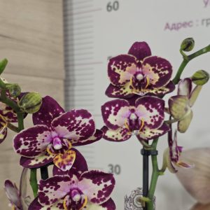 Фаленопсис 2 цветоносa #345