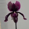 Пафилопедиум #403