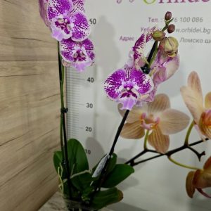 Фаленопсис 2 цветоносa #360 - снимка 3