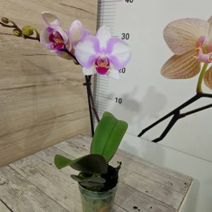Мини Микс ф6 2цв. Пелорик #524 - снимка 2