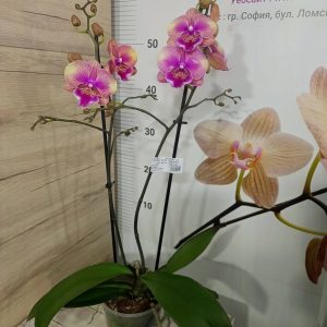Фаленопсис 2 цветоносa #333 - снимка 2