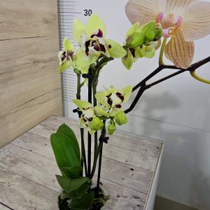 Още от продукт Мини Микс ф6 2цв. Пелорик #525