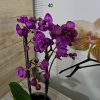 Фаленопсис 2 цветоносa #353