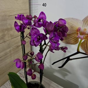 Фаленопсис 2 цветоносa #353