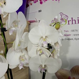 Фаленопсис 2 цветоносa #360