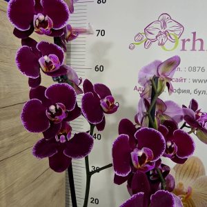 Фаленопсис 2 цветоносa #361